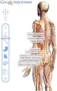 Google لمشاهدة و دراسة أعضاء جسم الانسان. B2bzsd1