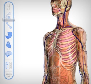 Google لمشاهدة و دراسة أعضاء جسم الانسان. Google-body-browser1