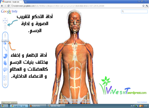 Google لمشاهدة و دراسة أعضاء جسم الانسان. Image2