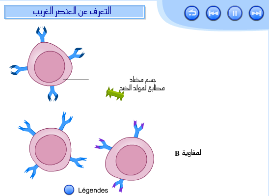 ملخص مراحل الاستجابة المناعية الخلطية  24-03-2011-18-13-01