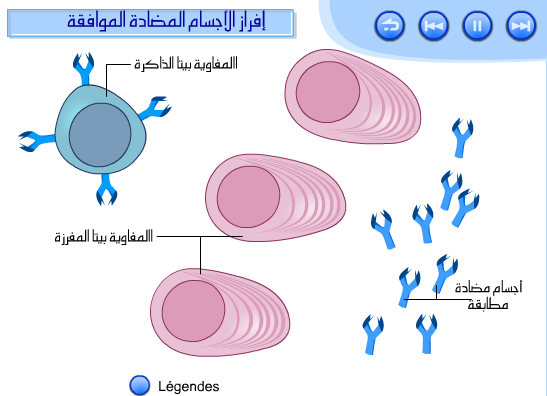 ملخص مراحل الاستجابة المناعية الخلطية  24-03-2011-18-13-29