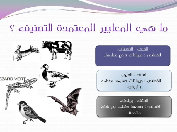 معايير تصنيف الكائنات الحية Diapositive2-625-x-468
